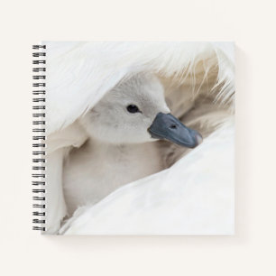 Niedliche Kleintiere   Baby Mute Swan Notizbuch