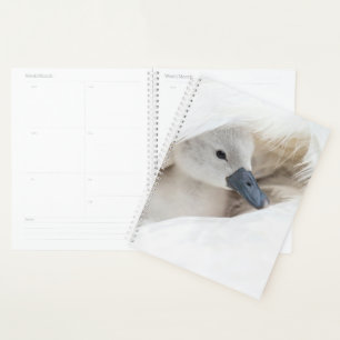 Niedliche Kleintiere Baby Mute Swan Planer