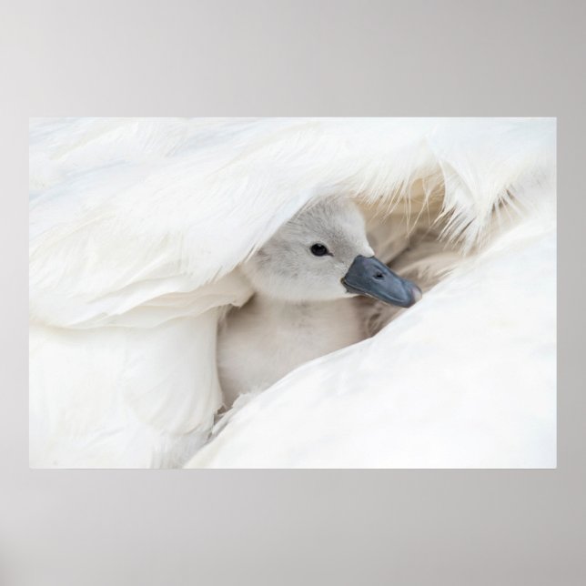 Niedliche Kleintiere | Baby Mute Swan Poster (Vorne)