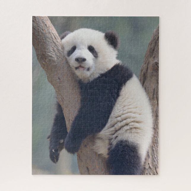 Niedliche Kleintiere | Baby Panda Bärenzucht (Vertikal)