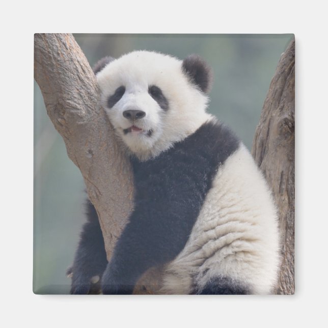 Niedliche Kleintiere | Baby Panda Bärenzucht Magnet (Vorne)