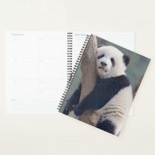 Niedliche Kleintiere Baby Panda Bärenzucht Planer