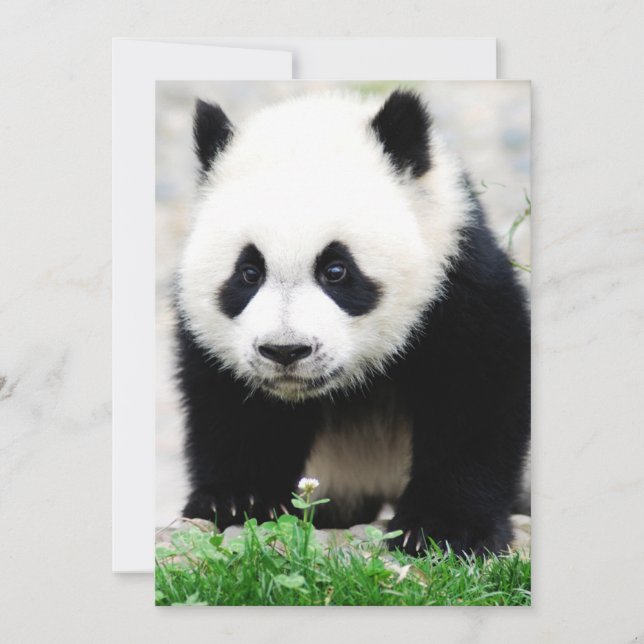 Niedliche Kleintiere | Baby Panda Bear Dankeskarte (Vorderseite)