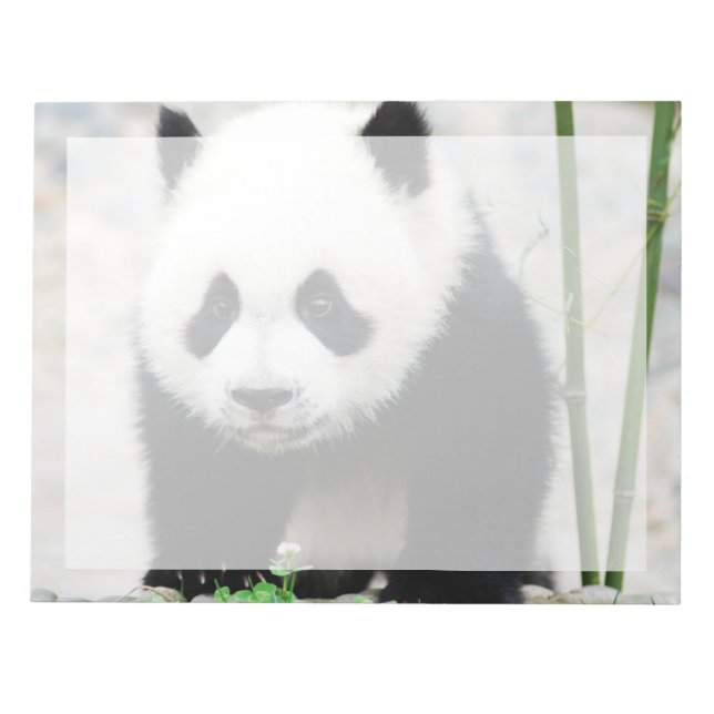 Niedliche Kleintiere | Baby Panda Bear Notizblock (Vorderseite)