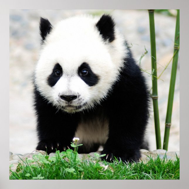Niedliche Kleintiere | Baby Panda Bear Poster (Vorne)