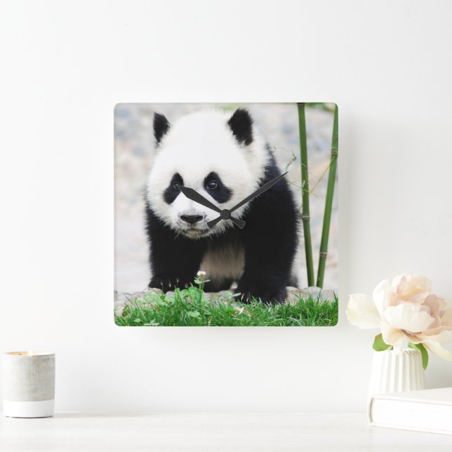 Niedliche Kleintiere | Baby Panda Bear Quadratische Wanduhr (Zuhause)