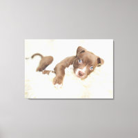 Niedliche Kleintiere | Baby Pit Bull Puppy