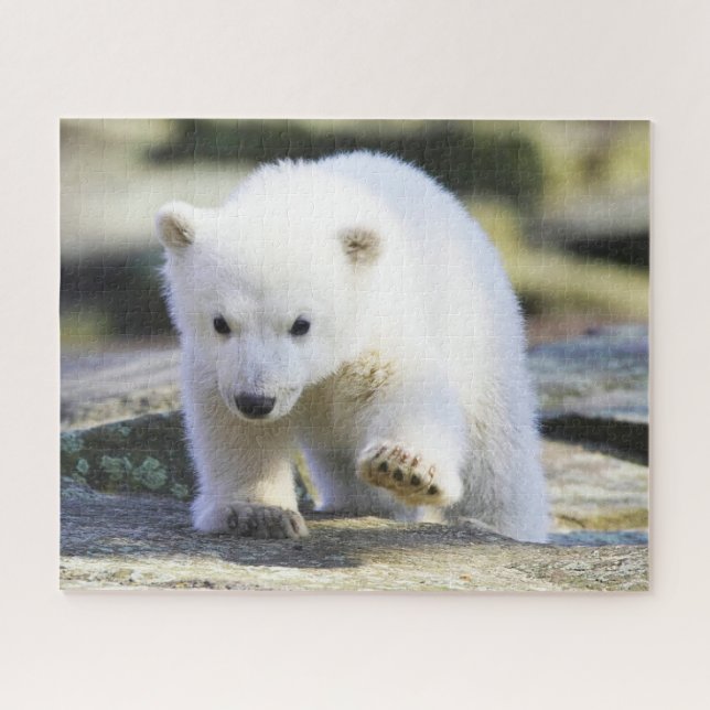 Niedliche Kleintiere | Baby Polar Bear (Horizontal)