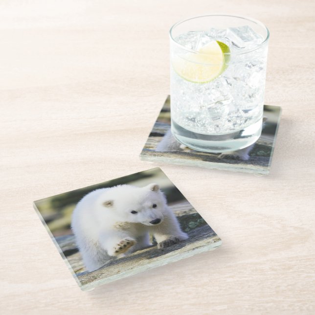 Niedliche Kleintiere | Baby Polar Bear Cube Glasuntersetzer (Schrägansicht)