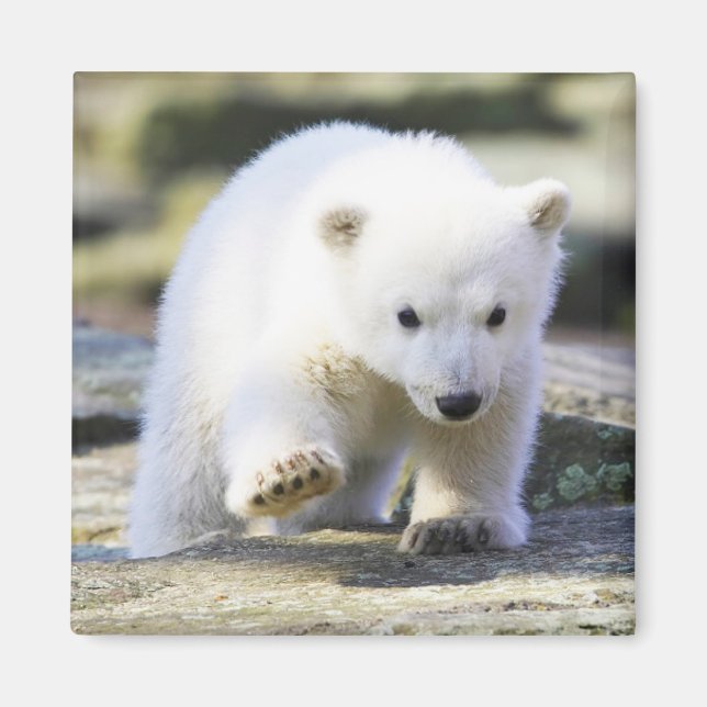 Niedliche Kleintiere | Baby Polar Bear Cube Magnet (Vorne)
