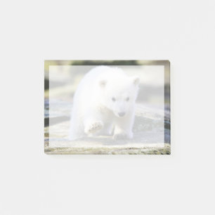 Niedliche Kleintiere   Baby Polar Bear Cube Post-it Klebezettel