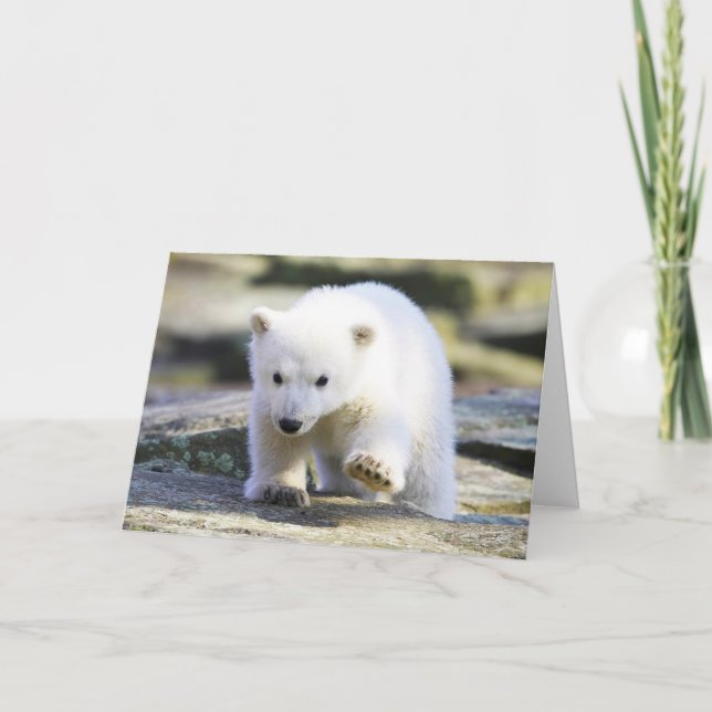 Niedliche Kleintiere | Baby Polar Bear Karte (Vorderseite)