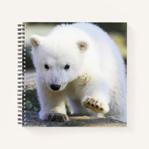 Niedliche Kleintiere   Baby Polar Bear Notizbuch