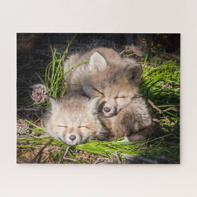 Niedliche Kleintiere | Baby Red Fox Kits Schlafen (Horizontal)