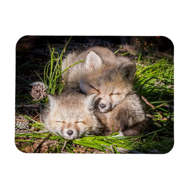 Niedliche Kleintiere | Baby Red Fox Kits Schlafen Magnet (Horizontal)