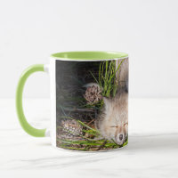Niedliche Kleintiere | Baby Red Fox Kits Schlafen