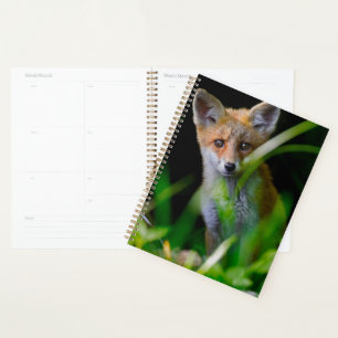 Niedliche Kleintiere Baby Red Fox Planer