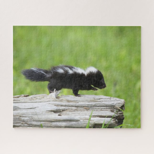 Niedliche Kleintiere | Baby Skunk (Horizontal)