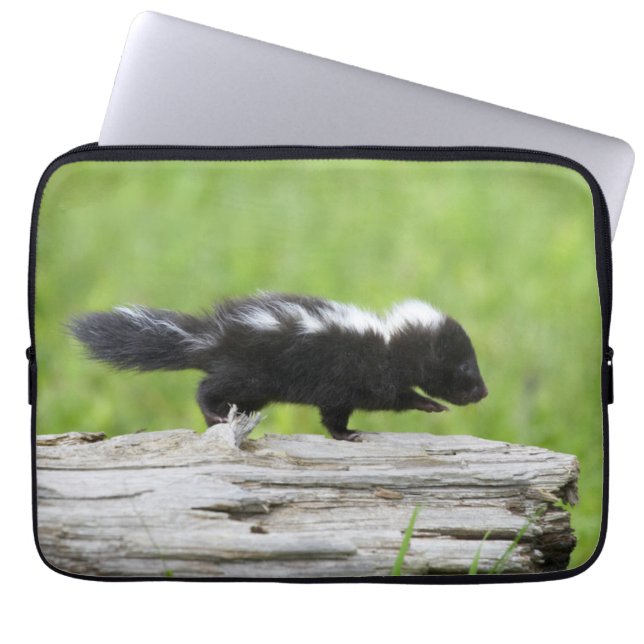 Niedliche Kleintiere | Baby Skunk Laptopschutzhülle (Vorderseite)