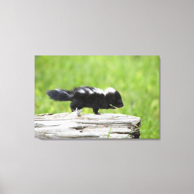 Niedliche Kleintiere | Baby Skunk Leinwanddruck (Vorderseite)
