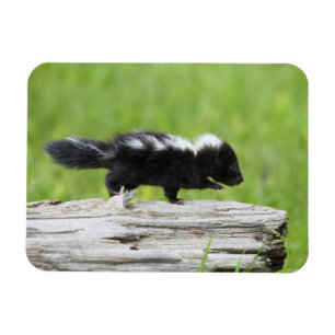 Niedliche Kleintiere   Baby Skunk Magnet
