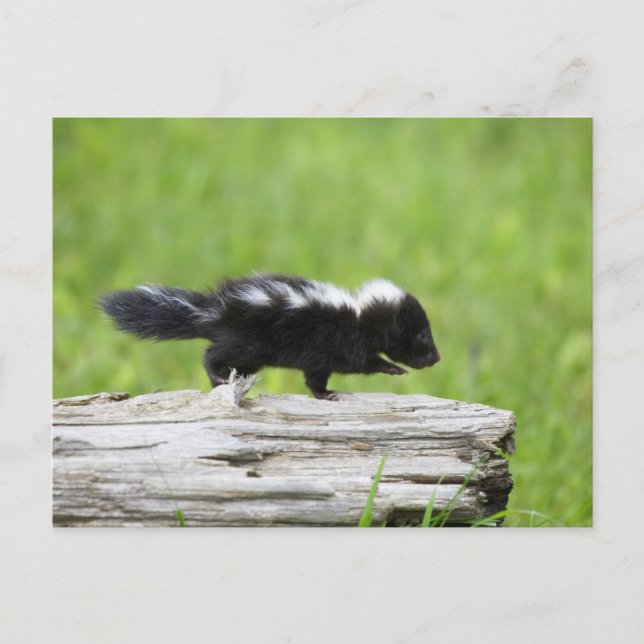 Niedliche Kleintiere | Baby Skunk Postkarte (Vorderseite)