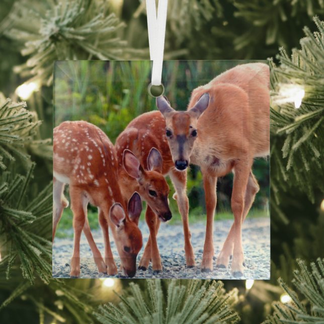 Niedliche Kleintiere | Babygewächse Ornament Aus Glas (Insitu)