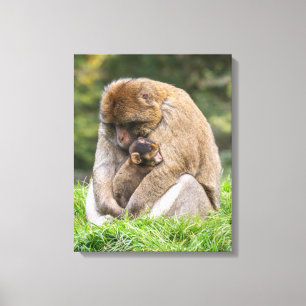Niedliche Kleintiere Barbary Macaque Family Leinwanddruck