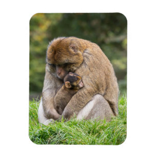 Niedliche Kleintiere   Barbary Macaque Family Magnet