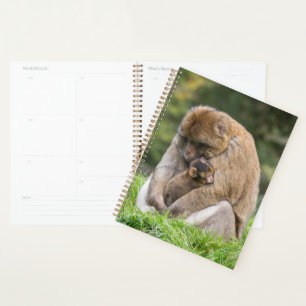 Niedliche Kleintiere   Barbary Macaque Family Planer