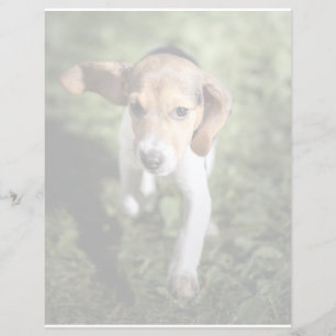 Niedliche Kleintiere   Beagle Welpe