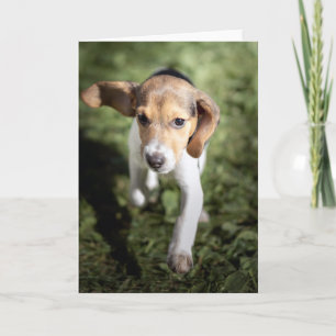 Niedliche Kleintiere Beagle Welpe Karte