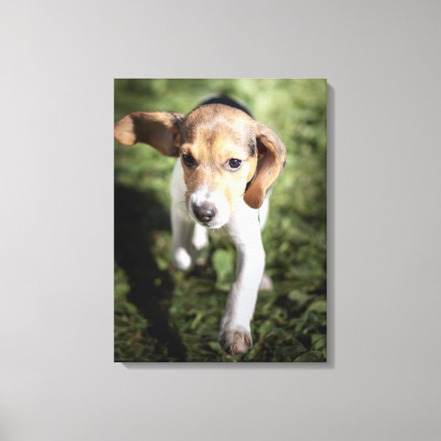 Niedliche Kleintiere | Beagle Welpe Leinwanddruck (Vorderseite)