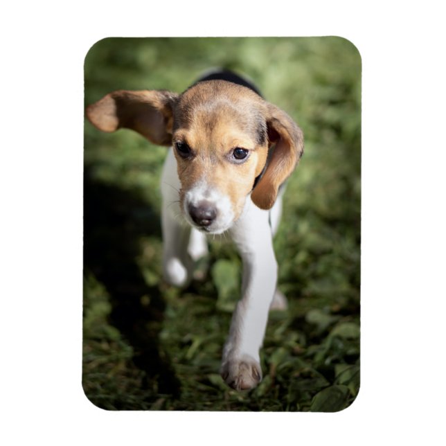 Niedliche Kleintiere | Beagle Welpe Magnet (Vertikal)