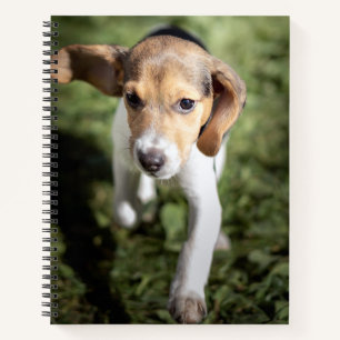 Niedliche Kleintiere   Beagle Welpe Notizbuch