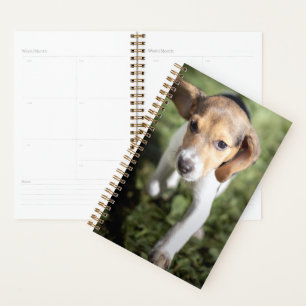 Niedliche Kleintiere Beagle Welpe Planer