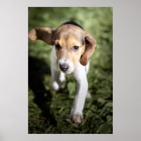 Niedliche Kleintiere | Beagle Welpe