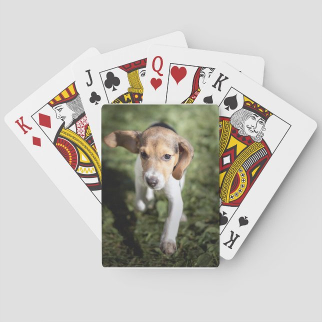 Niedliche Kleintiere | Beagle Welpe Spielkarten (Rückseite)