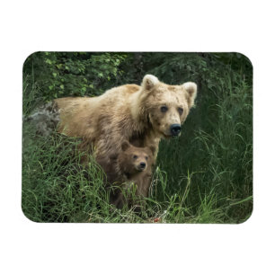 Niedliche Kleintiere   Bear Mama Bear & Ihre Cubs Magnet