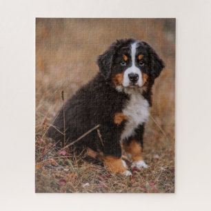 Niedliche Kleintiere Bernese Mountain Dog