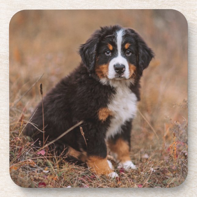 Niedliche Kleintiere | Bernese Mountain Dog Getränkeuntersetzer (Vorderseite)