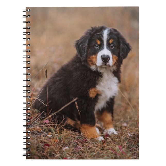 Niedliche Kleintiere | Bernese Mountain Dog Notizblock (Vorderseite)