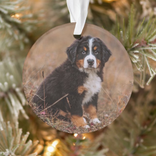 Niedliche Kleintiere | Bernese Mountain Dog Ornament (Baum)