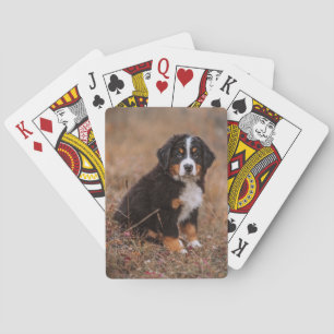 Niedliche Kleintiere   Bernese Mountain Dog Spielkarten