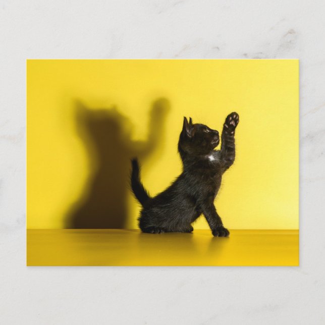 Niedliche Kleintiere | Black Cat Playing Postkarte (Vorderseite)