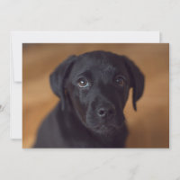 Niedliche Kleintiere | Black Labrador Puppy