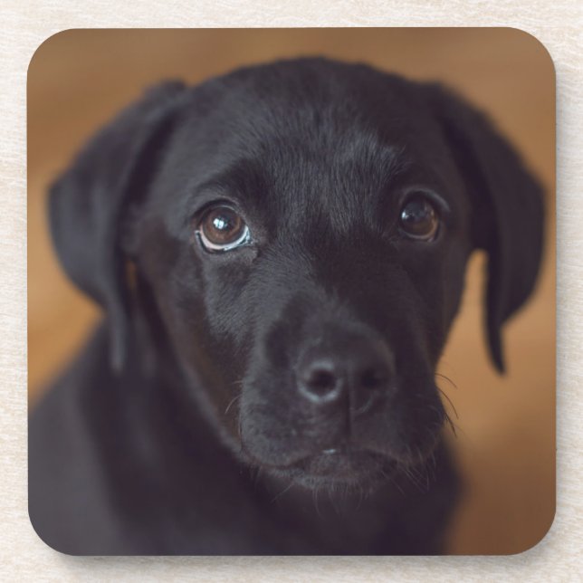 Niedliche Kleintiere | Black Labrador Puppy Getränkeuntersetzer (Vorderseite)