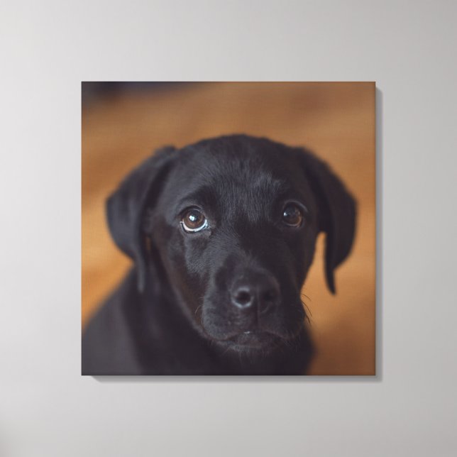 Niedliche Kleintiere | Black Labrador Puppy Leinwanddruck (Vorderseite)