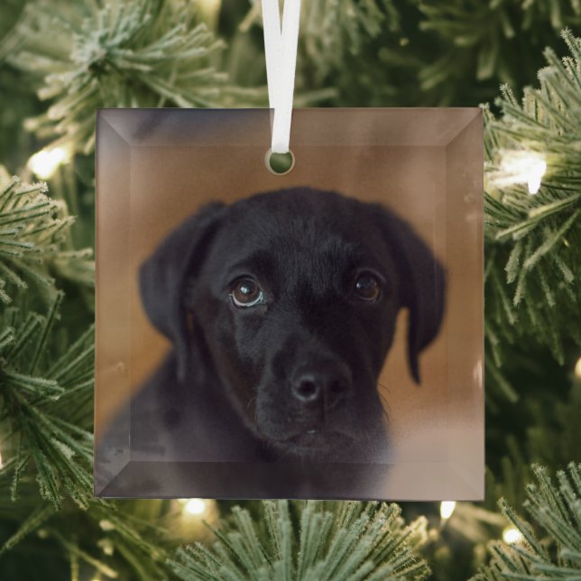 Niedliche Kleintiere | Black Labrador Puppy Ornament Aus Glas (Insitu)