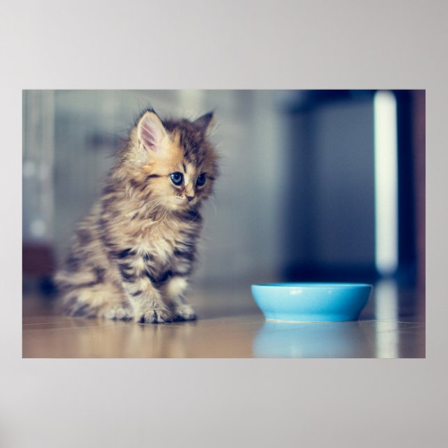 Niedliche Kleintiere | Blaues mit Augen Perserkätz Poster (Vorne)